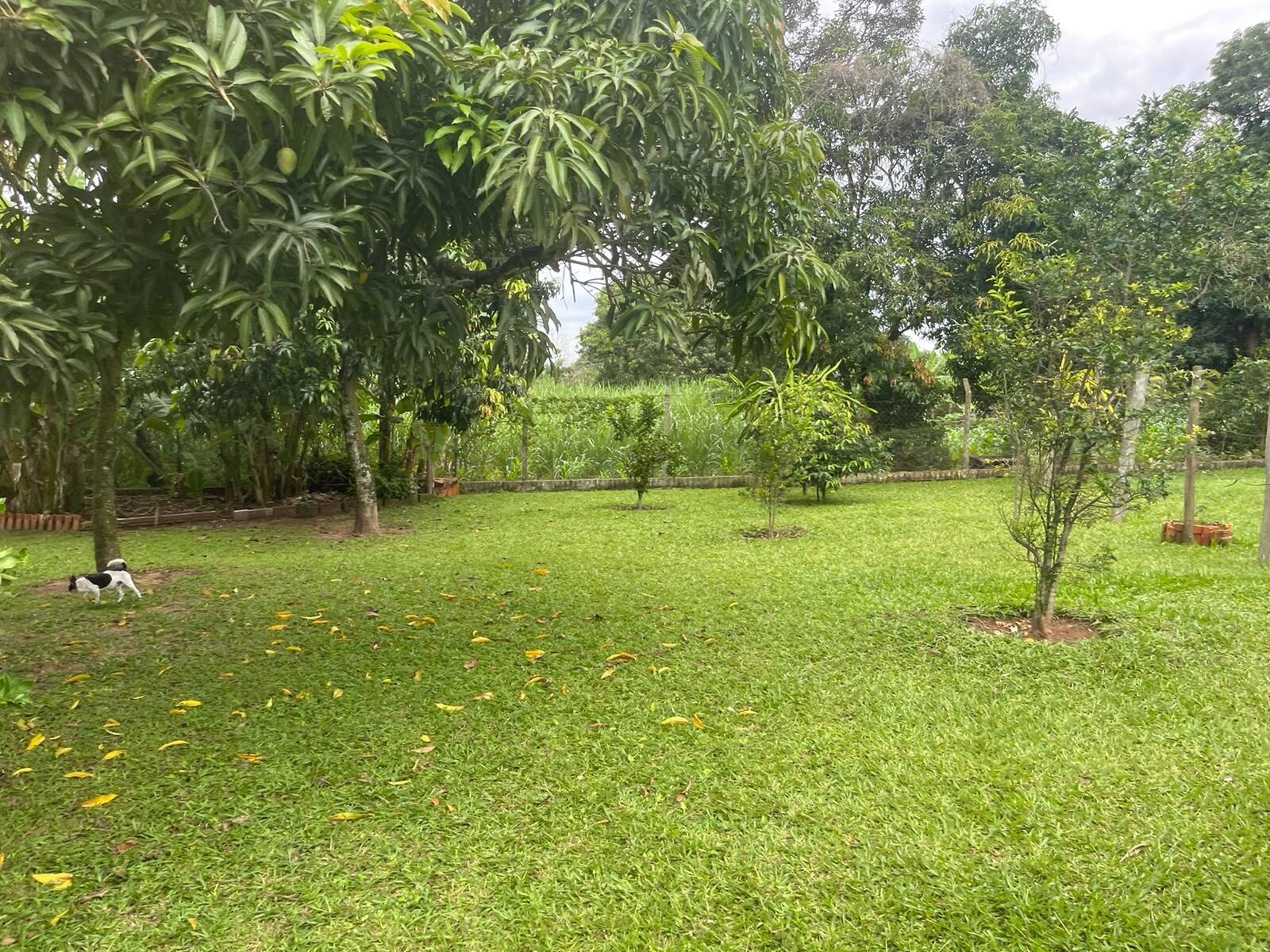 Chácara à venda com 4 quartos, 250m² - Foto 12