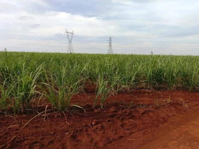 #520 - Sítio para Venda em Santa Bárbara d'Oeste - SP - 1