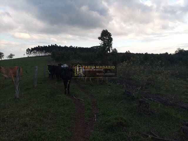 Sítio para Venda em São Pedro - 5