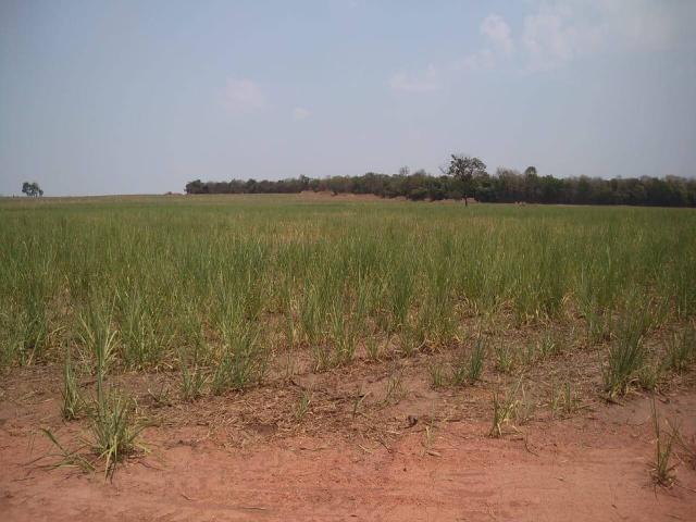#538 - Fazenda para Venda em Tambaú - SP