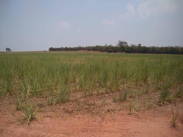 #538 - Fazenda para Venda em Tambaú - SP - 1