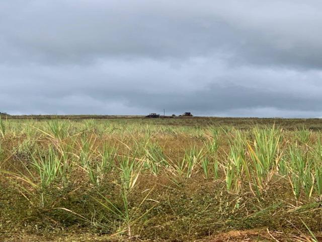#545 - Fazenda para Venda em São Simão - SP
