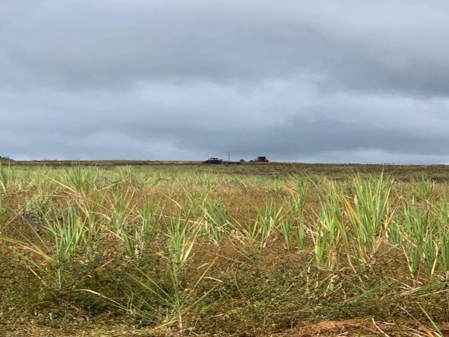 #545 - Fazenda para Venda em São Simão - SP - 3