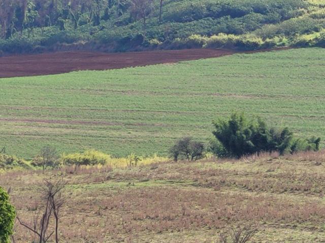 #556 - Sítio para Venda em Santa Rosa de Viterbo - SP - 3