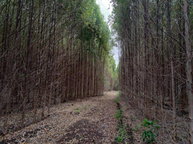 Venda em Área Rural - São Pedro