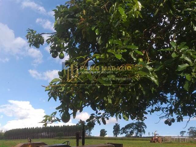 Sítio para Venda em São Pedro - 4