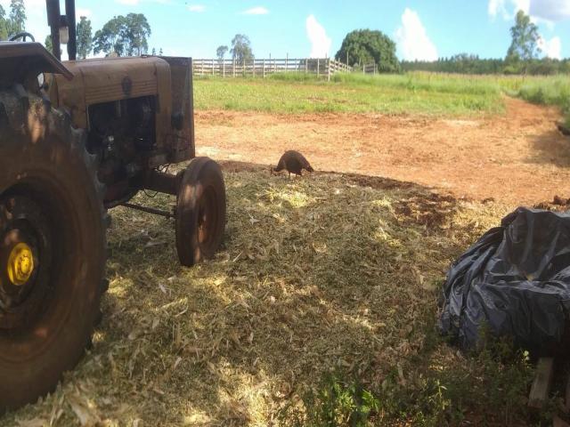 #617 - Sítio para Venda em São Pedro - SP