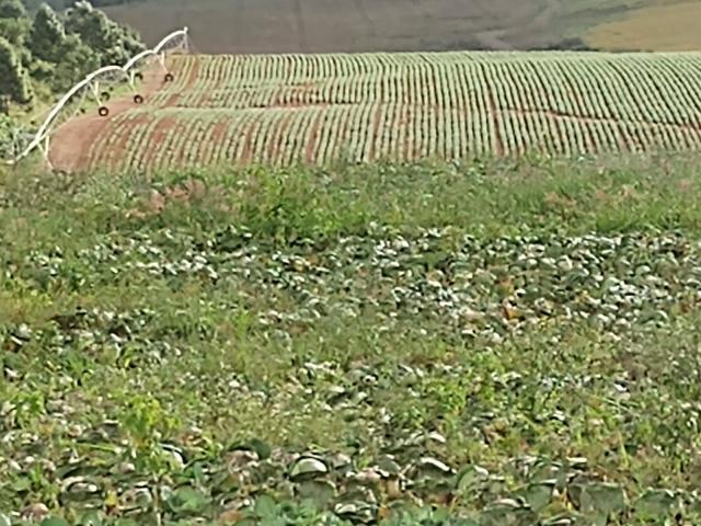 #618 - Fazenda para Venda em Poços de Caldas - MG - 1