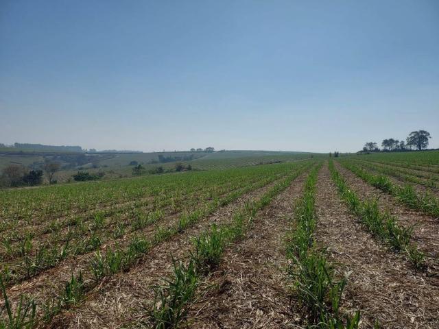 #634 - Fazenda para Venda em Torrinha - SP - 1