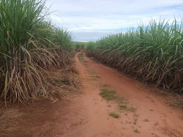 #653 - Fazenda para Venda em São Simão - SP - 2