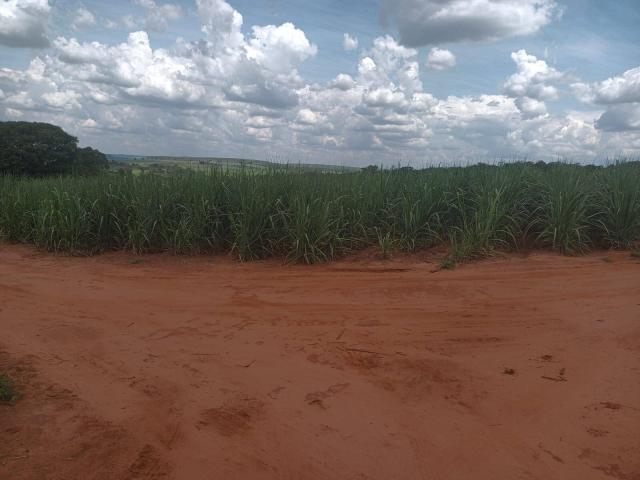 #653 - Fazenda para Venda em São Simão - SP - 1