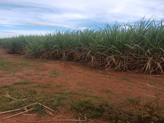 #653 - Fazenda para Venda em São Simão - SP