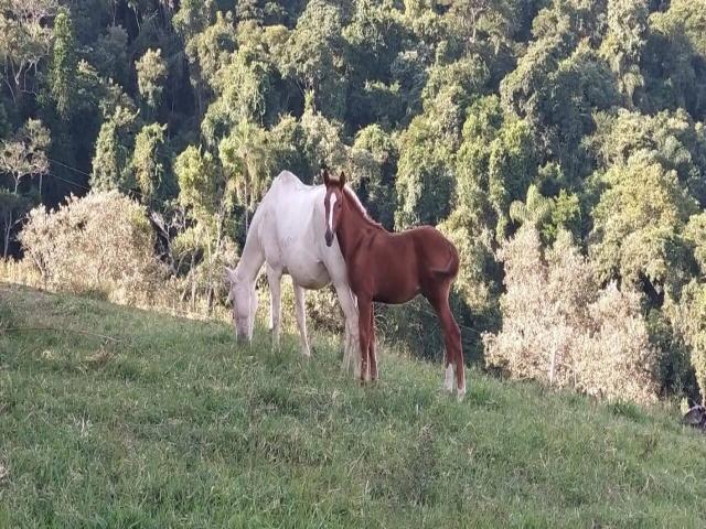 Venda em Área Rural de Itapetininga - Itapetininga