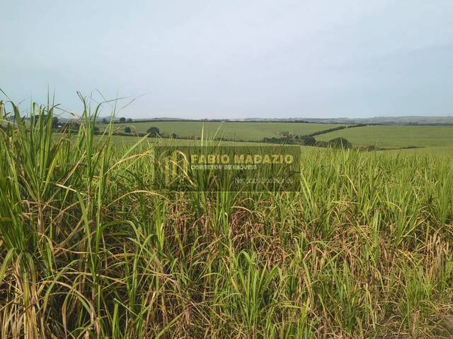 #960 - Fazenda para Venda em São Pedro - SP - 1