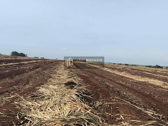#991 - Sítio para Venda em Piracicaba - SP - 1
