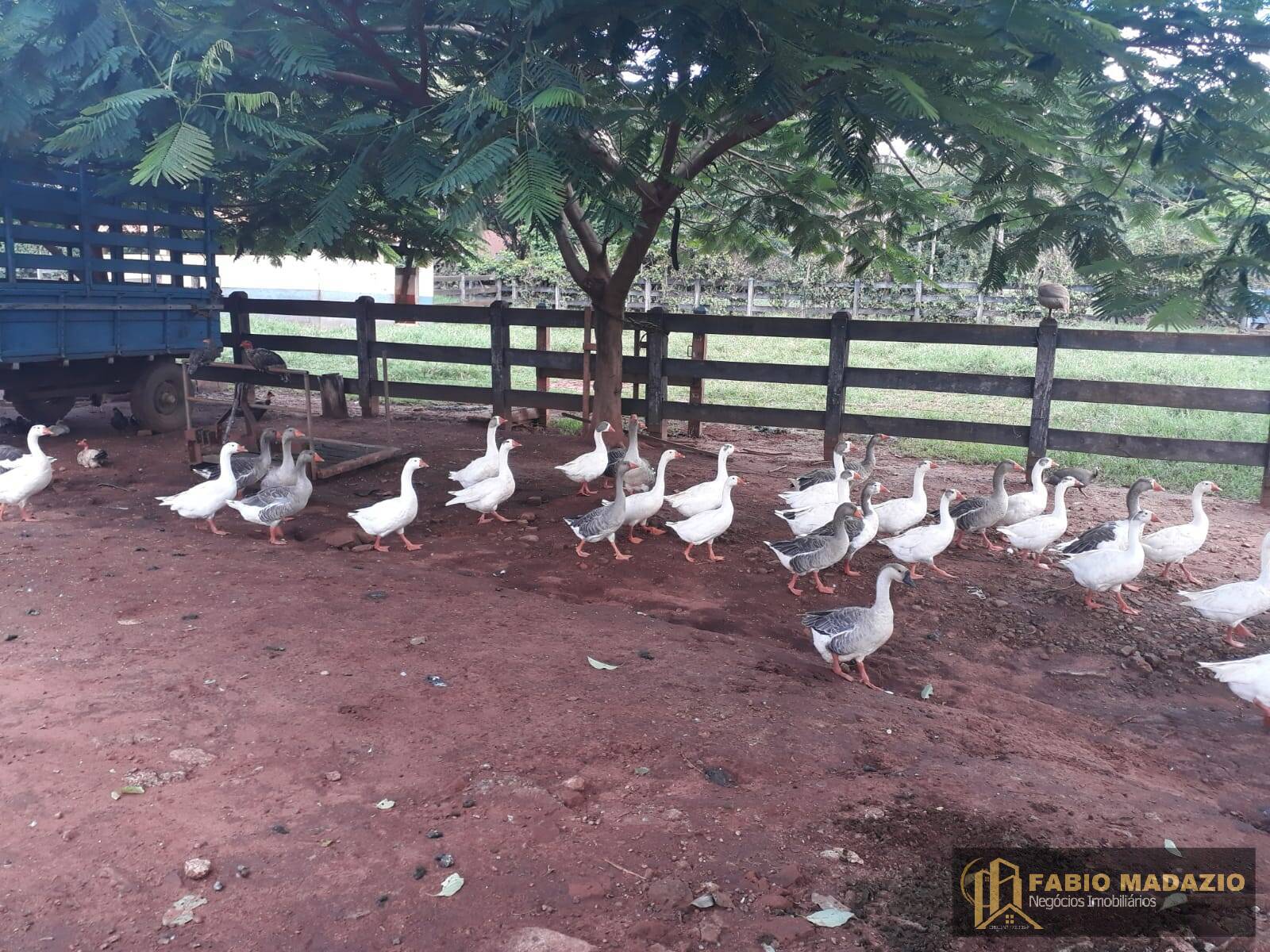 Fazenda à venda com 6 quartos - Foto 22