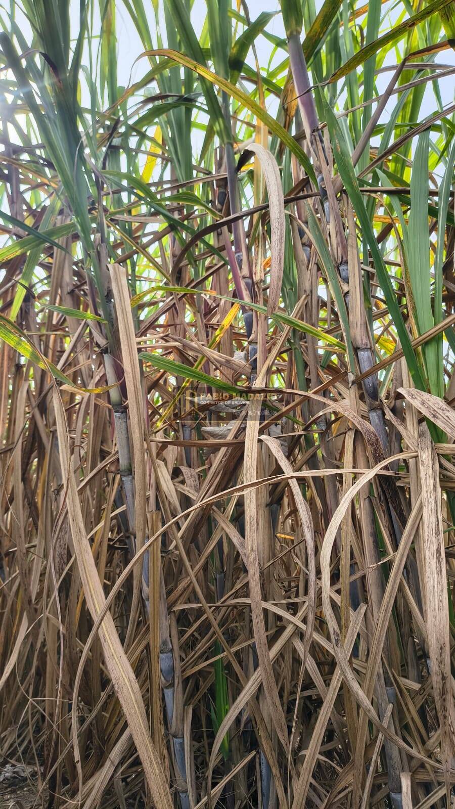 Terreno, 56 m² - Foto 4