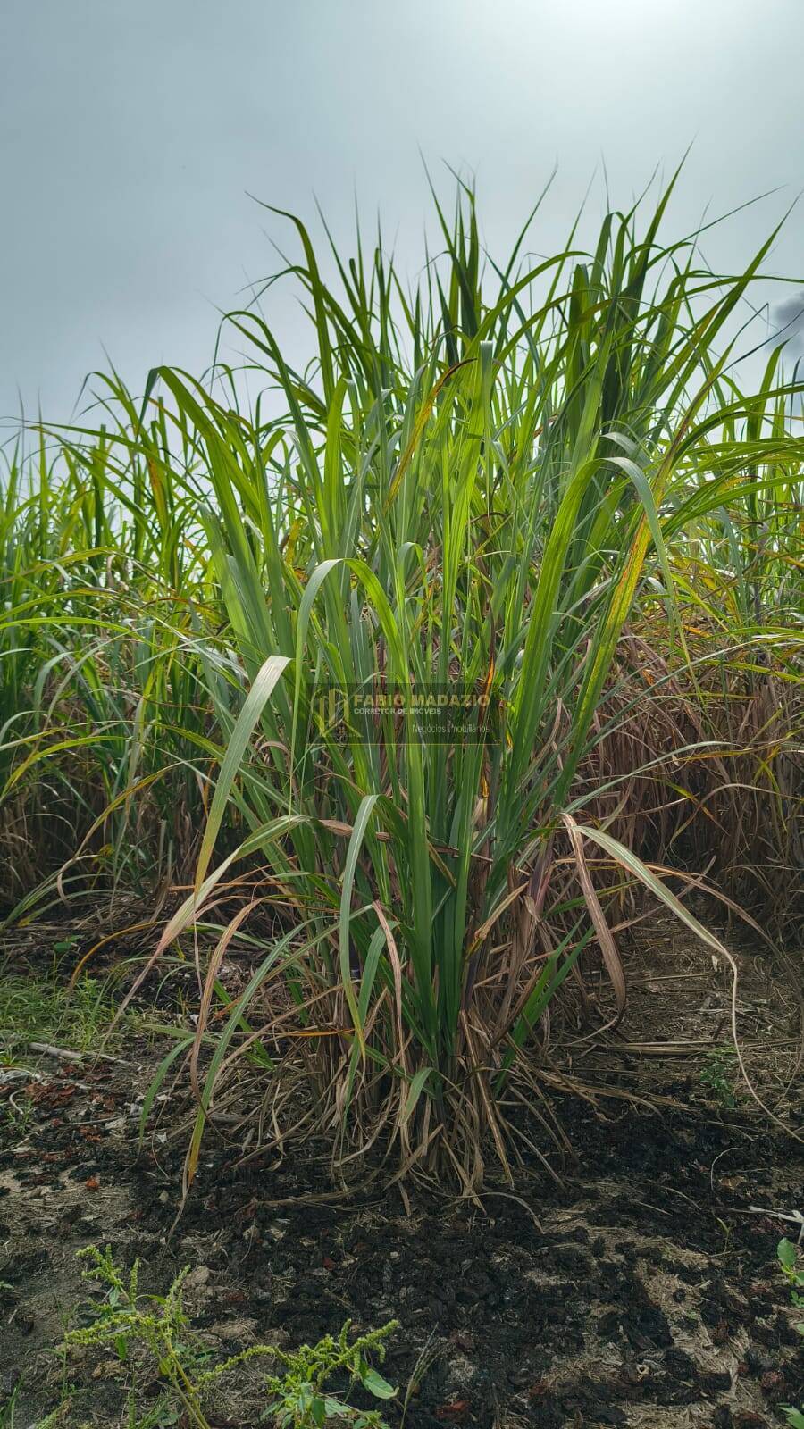 Terreno, 56 m² - Foto 5