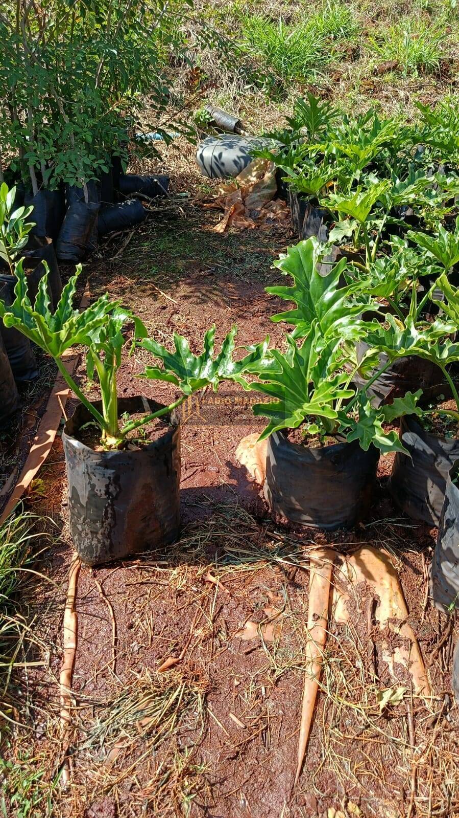 Sítio, 2 quartos, 2 hectares - Foto 17