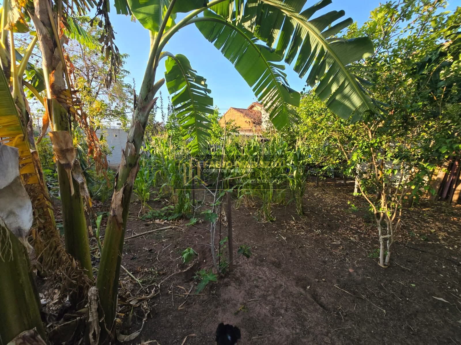 Casa, 3 quartos, 250 m² - Foto 18