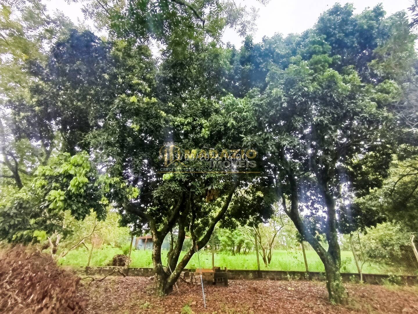 Sítio, 6 quartos, 5325 m² - Foto 36