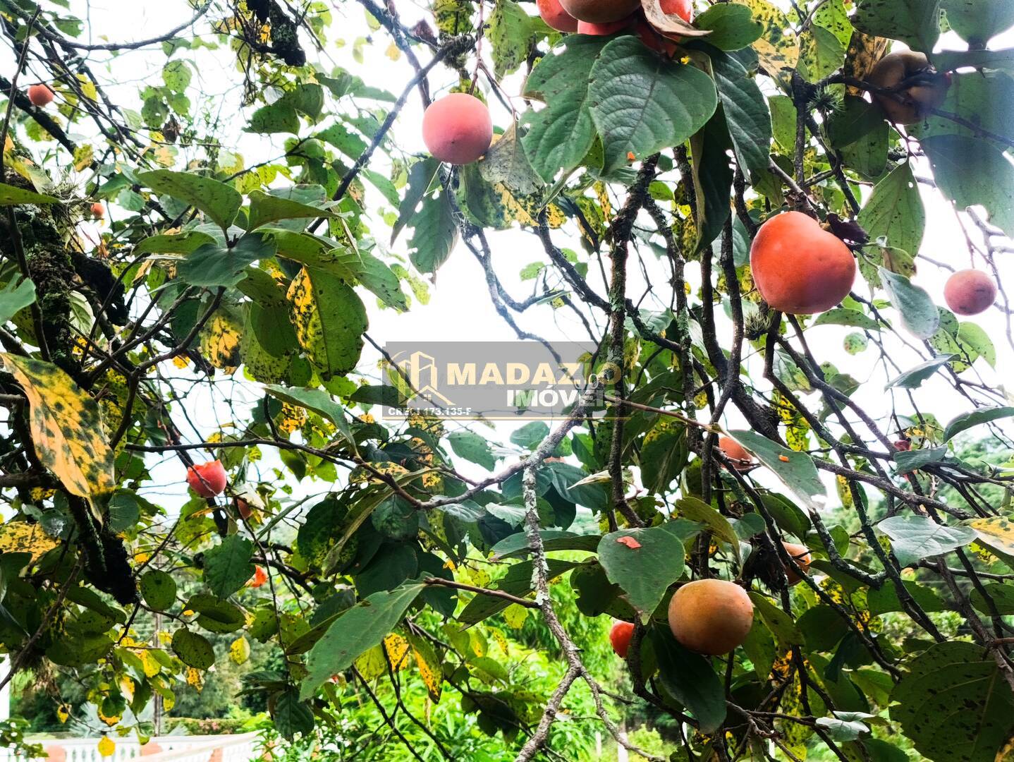 Sítio, 6 quartos, 5325 m² - Foto 37