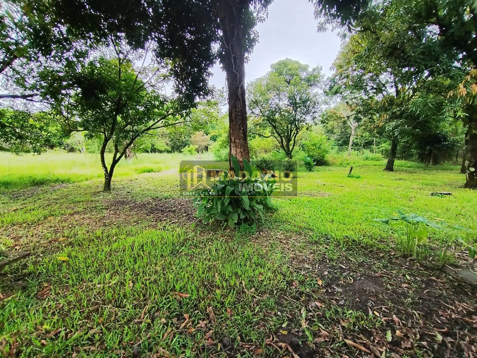 Sítio, 3 quartos, 5000 m² - Foto 5